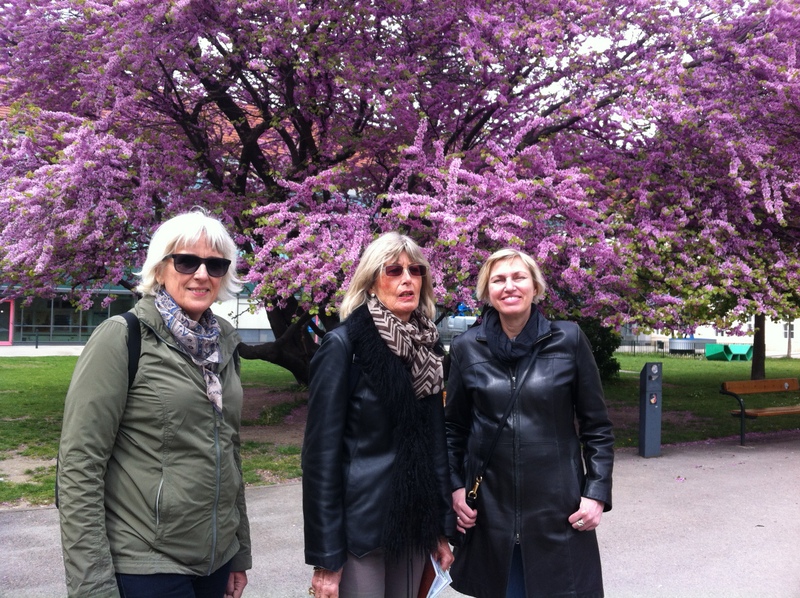 Vienna Greeters guests in front of the Judas Tree in the old hospital grounds