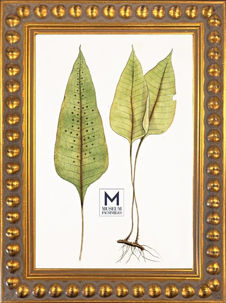 thin-distressed-gold-bead-picture-frame-made-in-usa-museum-facsimiles.jpeg