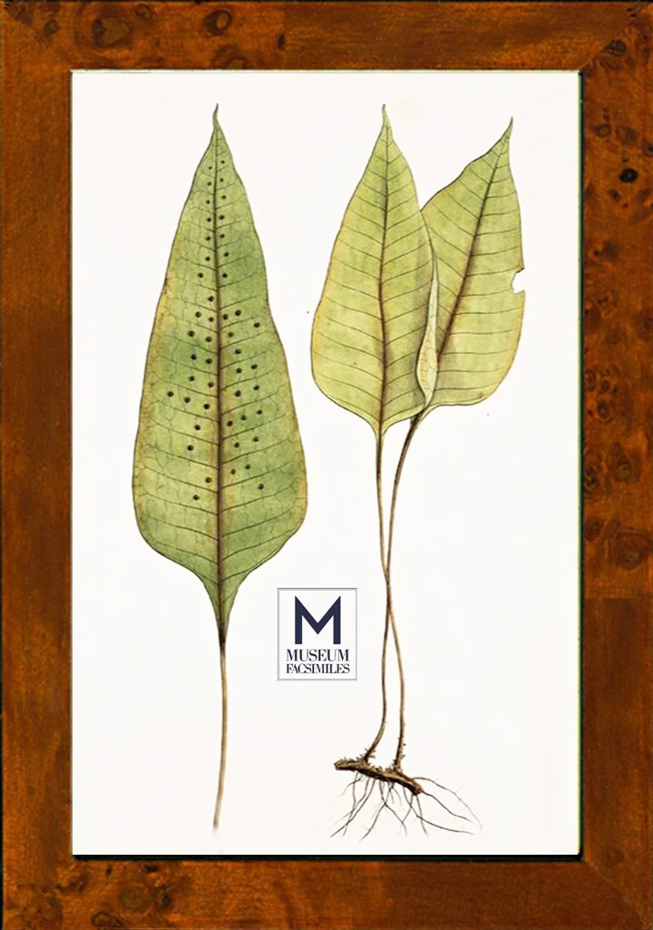 thin-glossy-mahogany-burl-picture-frame-museum-facsimiles.jpeg