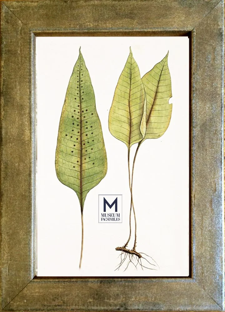 grunge-rusty-copper-ornate-picture-frames-museum-facsimiles