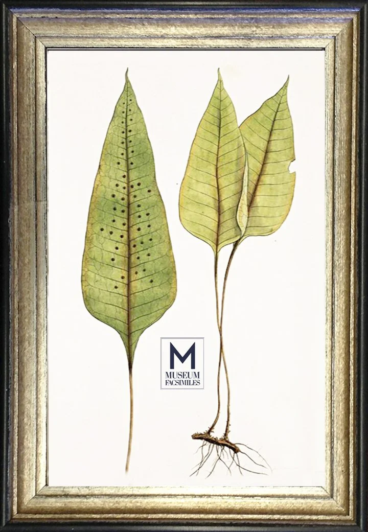 thin-silver-ornate-picture-frame-black-edge-museum-facsimiles