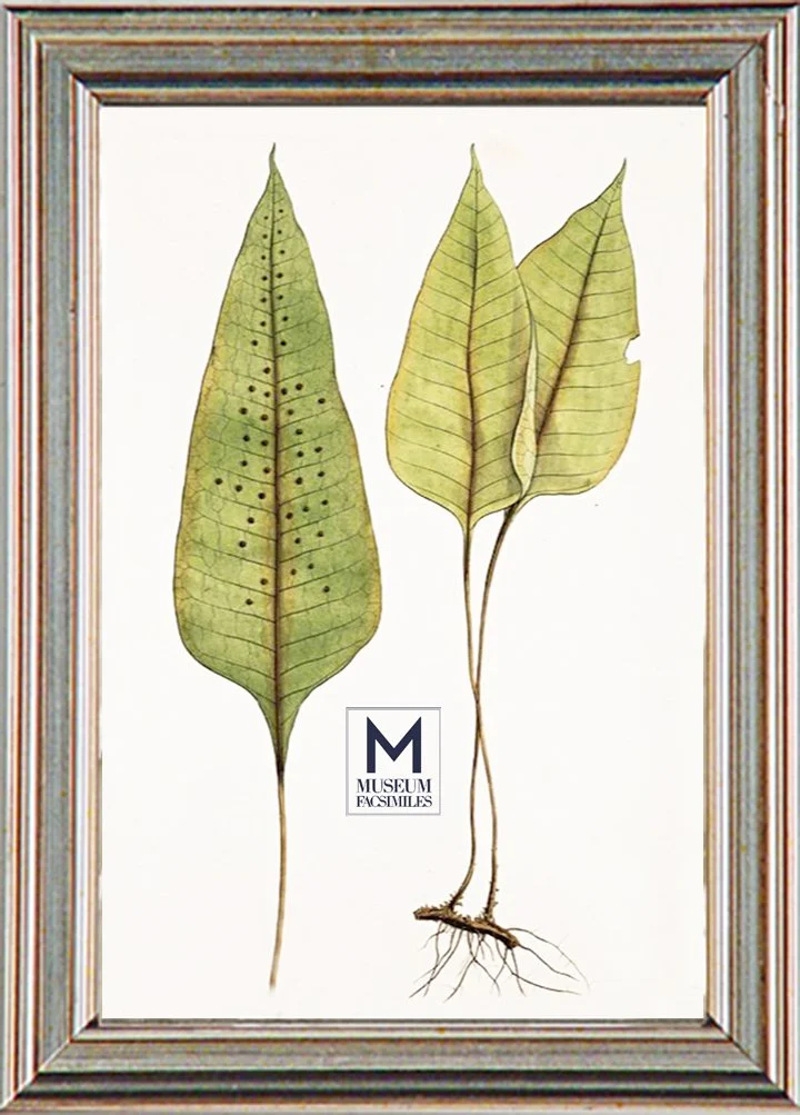 thin-traditional-silver-panel-picture-frame-museum-facsimiles