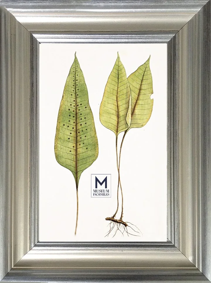 soft-silver-transitional-picture-frame-museum-facsimiles