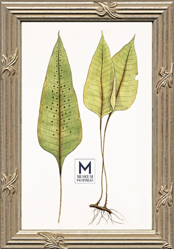 vintage-thin-silver-stripe-and-leaf-ornate-picture-frames-museum-facimiles