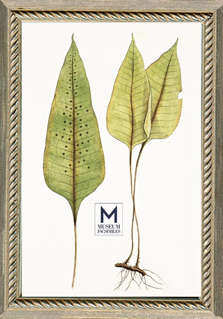 thin-silver-rope-traditional-picture-frame-museum-facsimiles