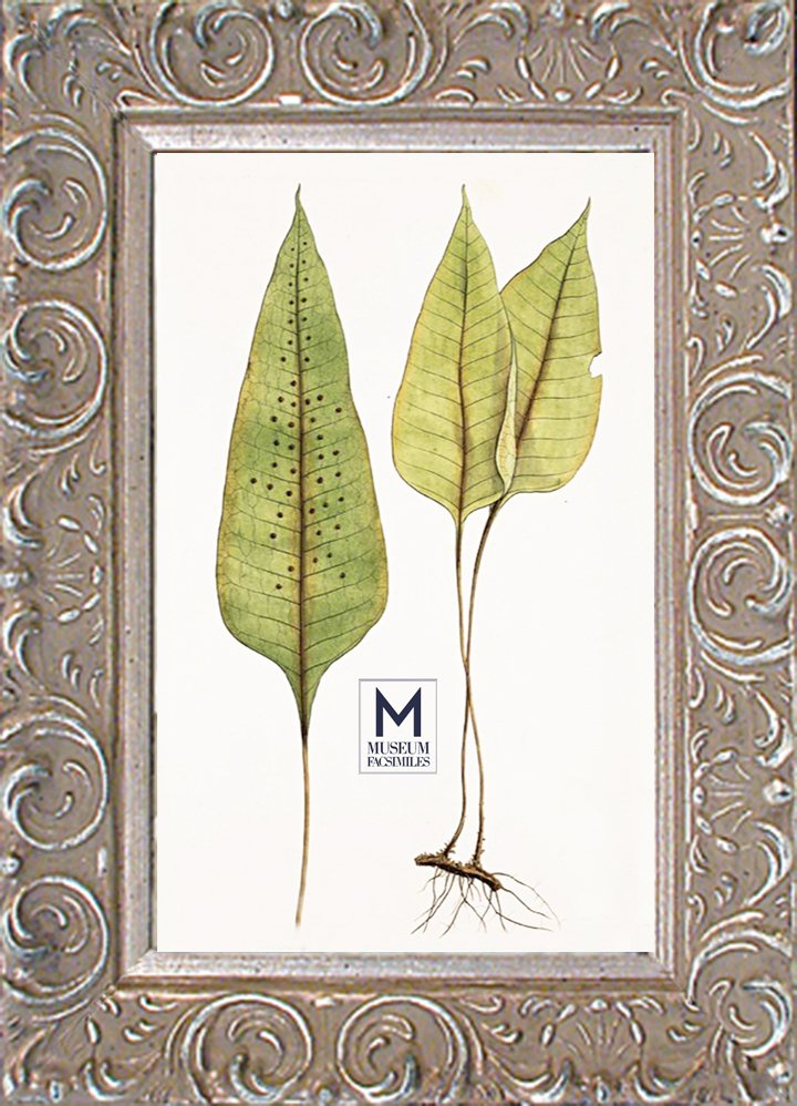 silver-swirl-ornate-picture-frame-museum-facsimiles
