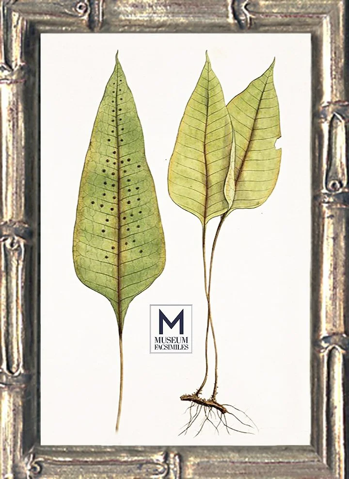 thin-silver-bamboo-picture-frame-museum-facsimiles