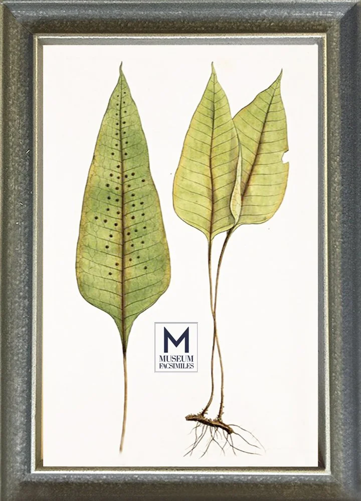 thiin-gray-italian-wood-picture-frame-museum-facsimiles.jpeg