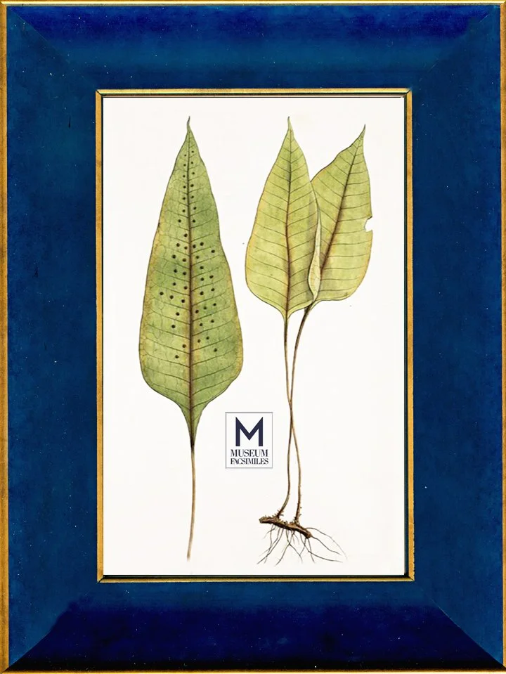 indigo-blue-elegant-picture-frames-museum-facsimiles.jpeg