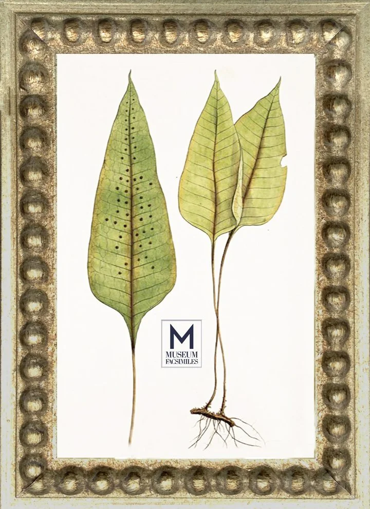 silver-ornate-Picture-Frames-museum-facsimiles.jpeg