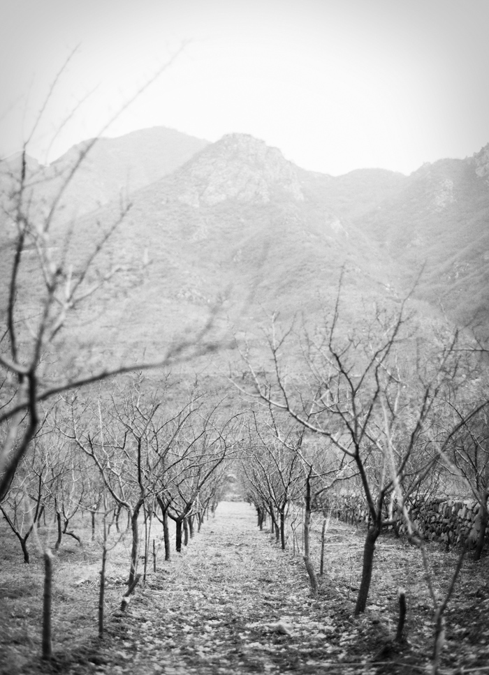 winterorchardEDITBWWEB