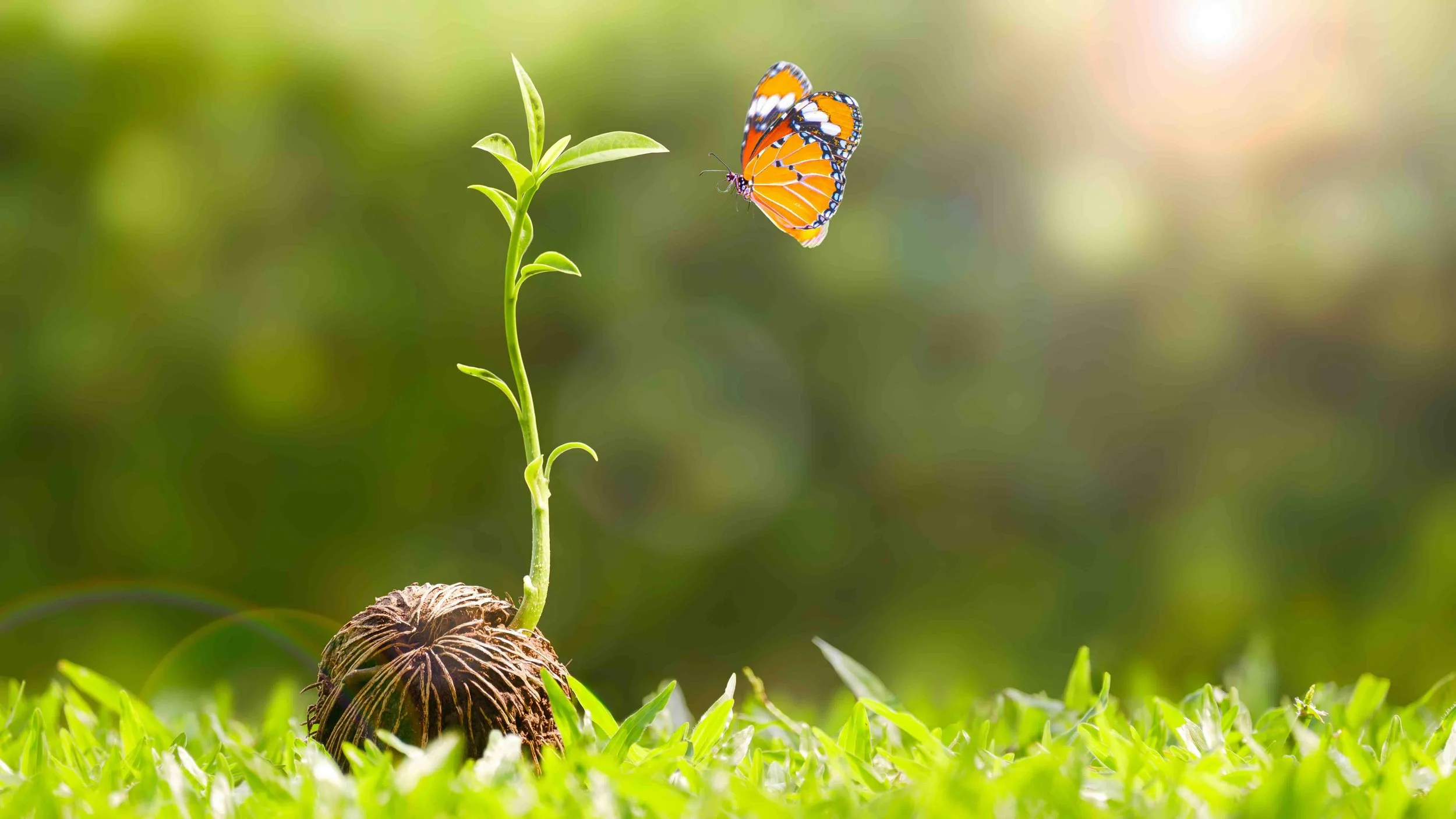 Image of a sprout and a butterfly.