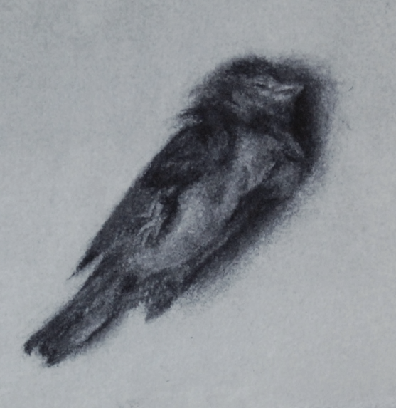 henry | charcoal on paper | 3 x 4 in. | 7 x 10 cm