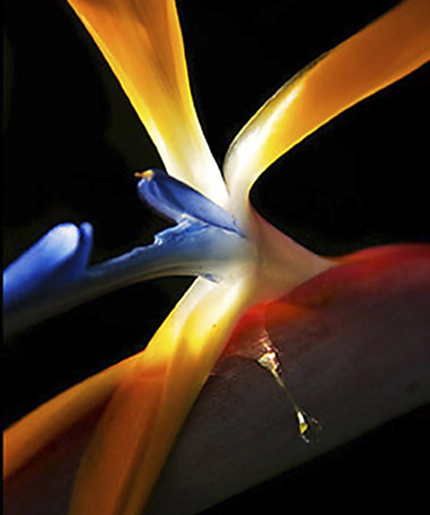 Nature Photography