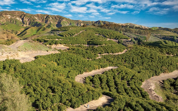 Almond Tree Orchard