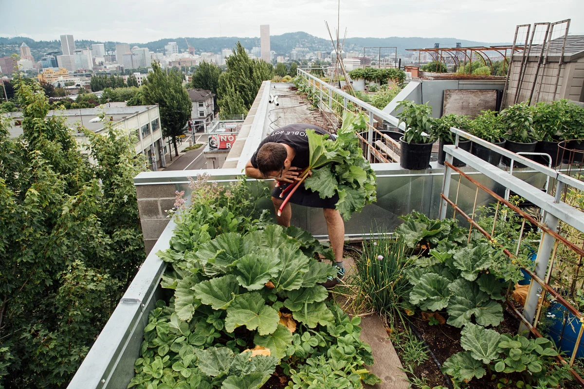 05.Noble-Rot-Naima-Green-Rooftop-Growing-Guide-5.jpg