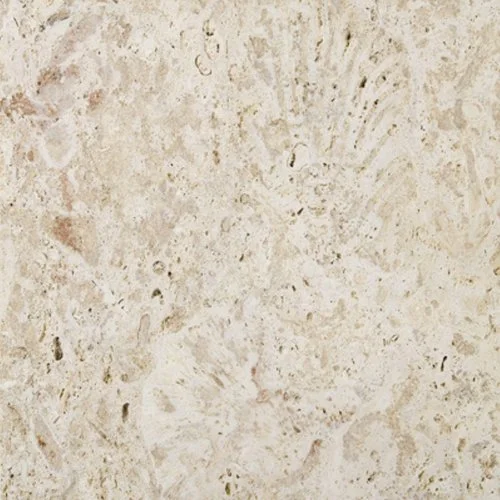 Dominican+Shell+stone.jpeg
