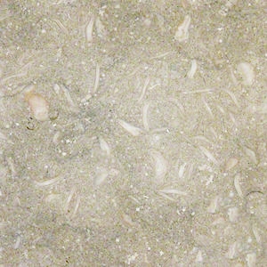 Sea+Grass+-+Pewter+Fossil.jpeg