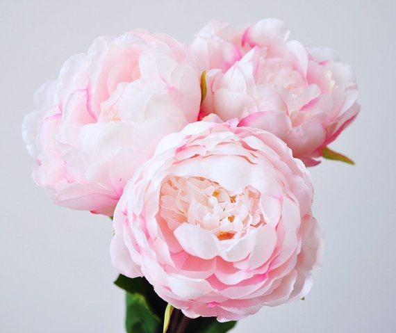 peonie.jpg