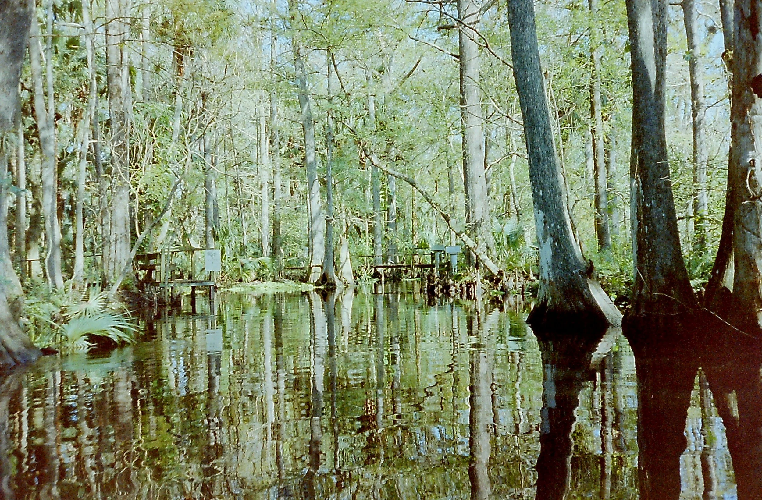 Everglades-Winter 94.jpg
