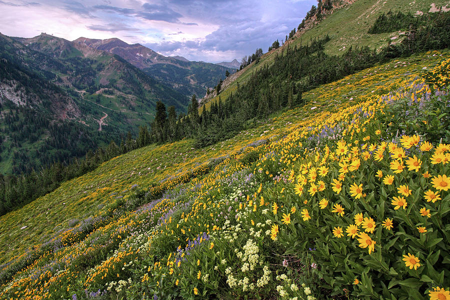 wasatch-wildflowers-canyon-view-and-storm-utah-brett-pelletier.jpg