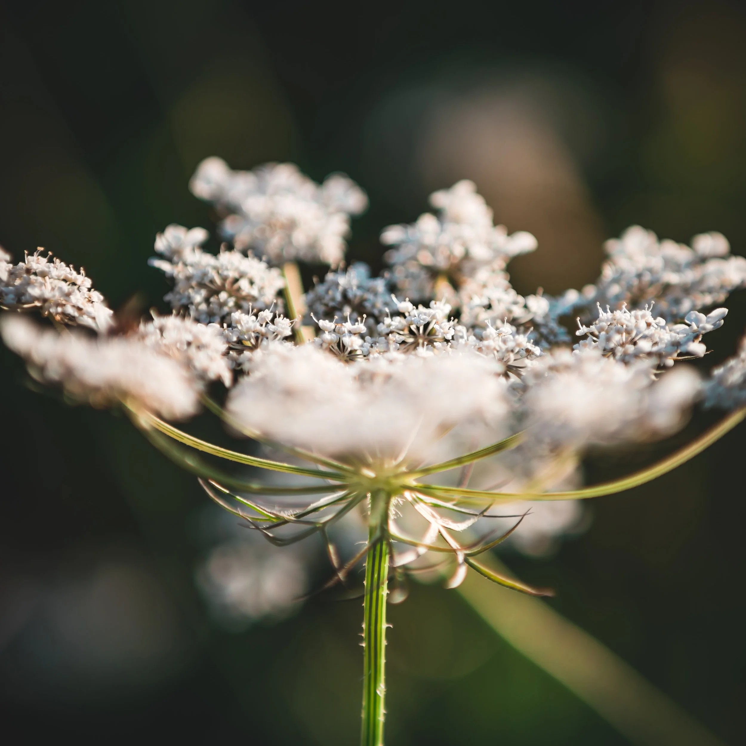 Cow Parsnip temp 01 Full Size.jpg