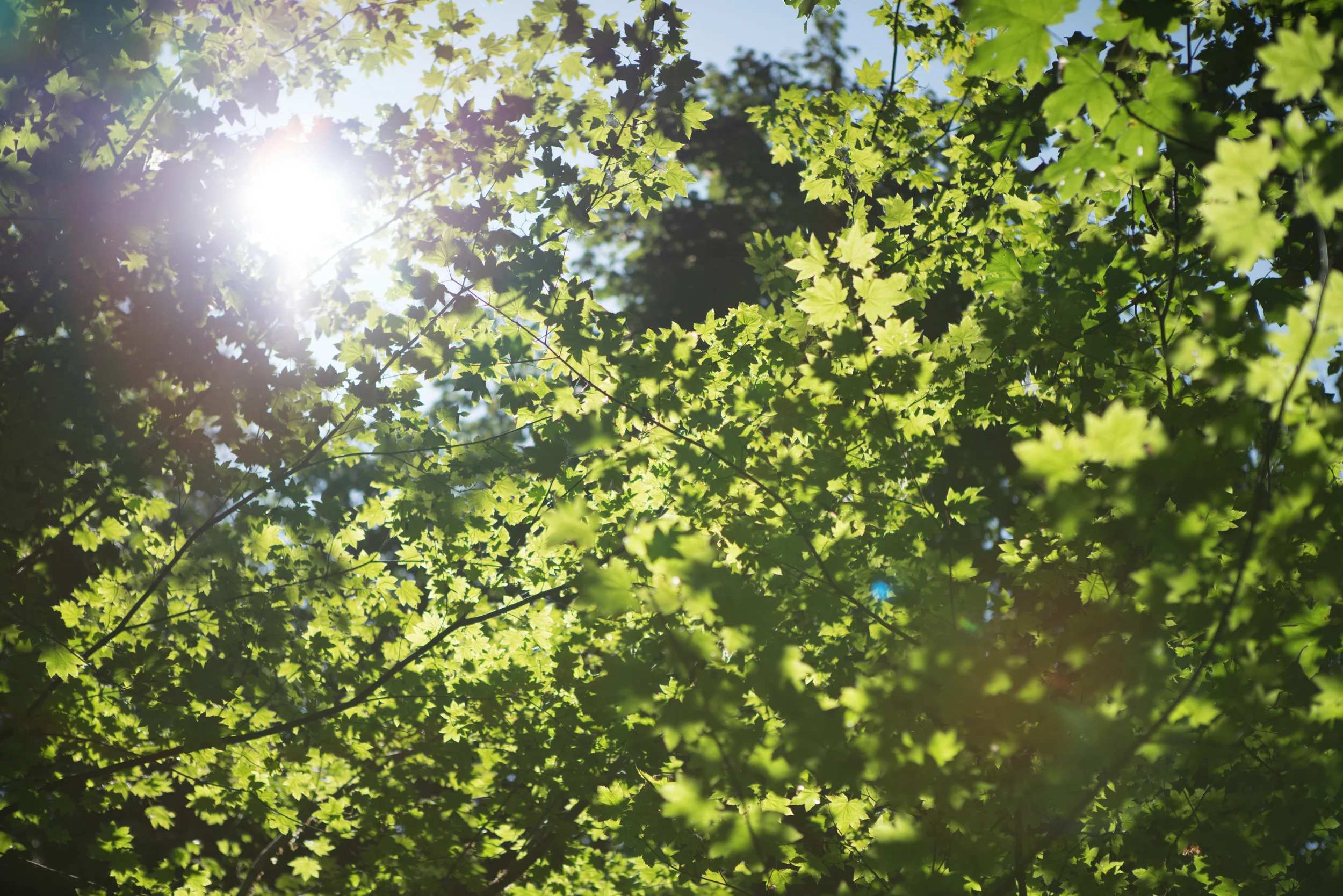 Canopy temp 01 Full Size.jpg