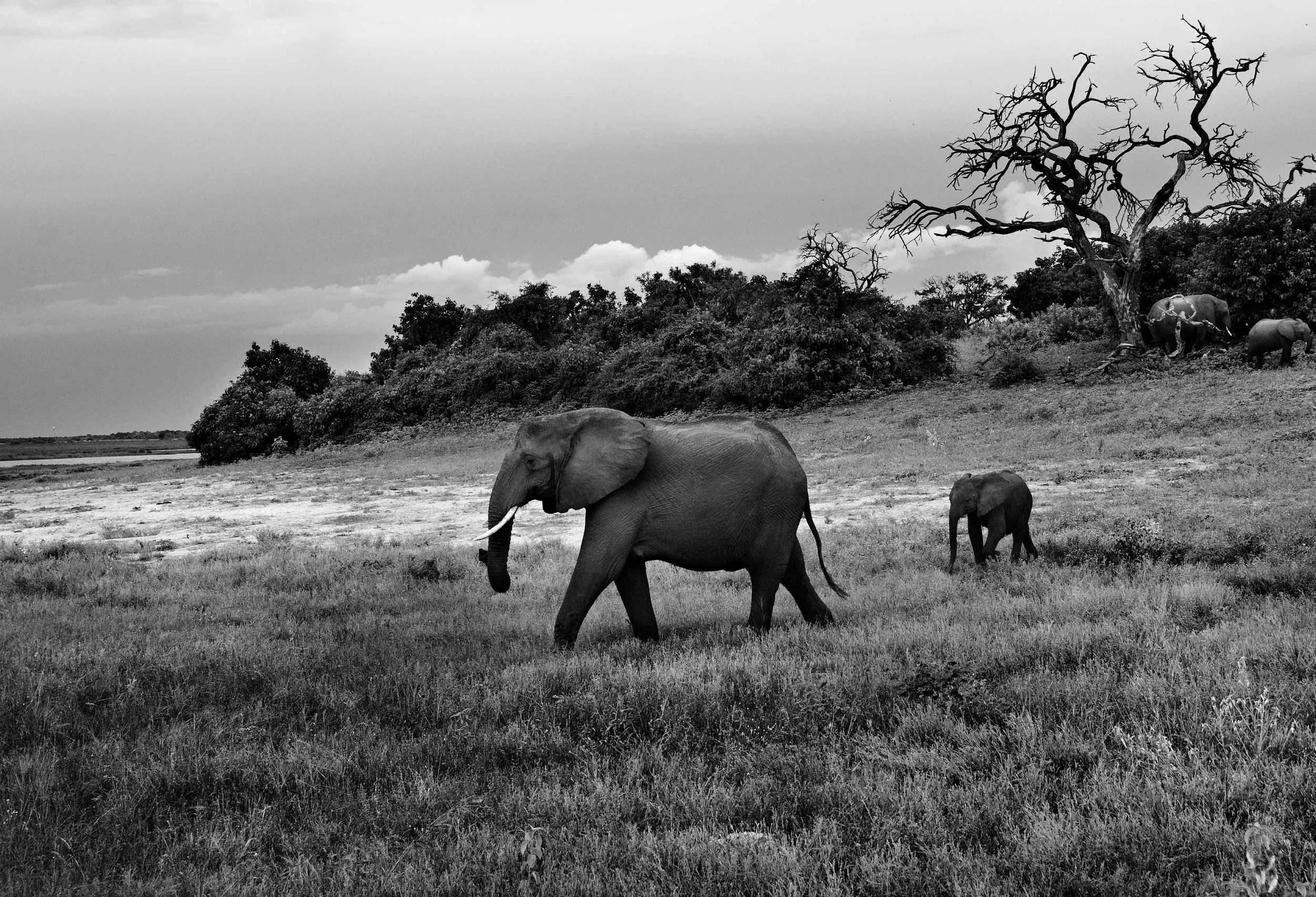 Elephants-Sm.jpg