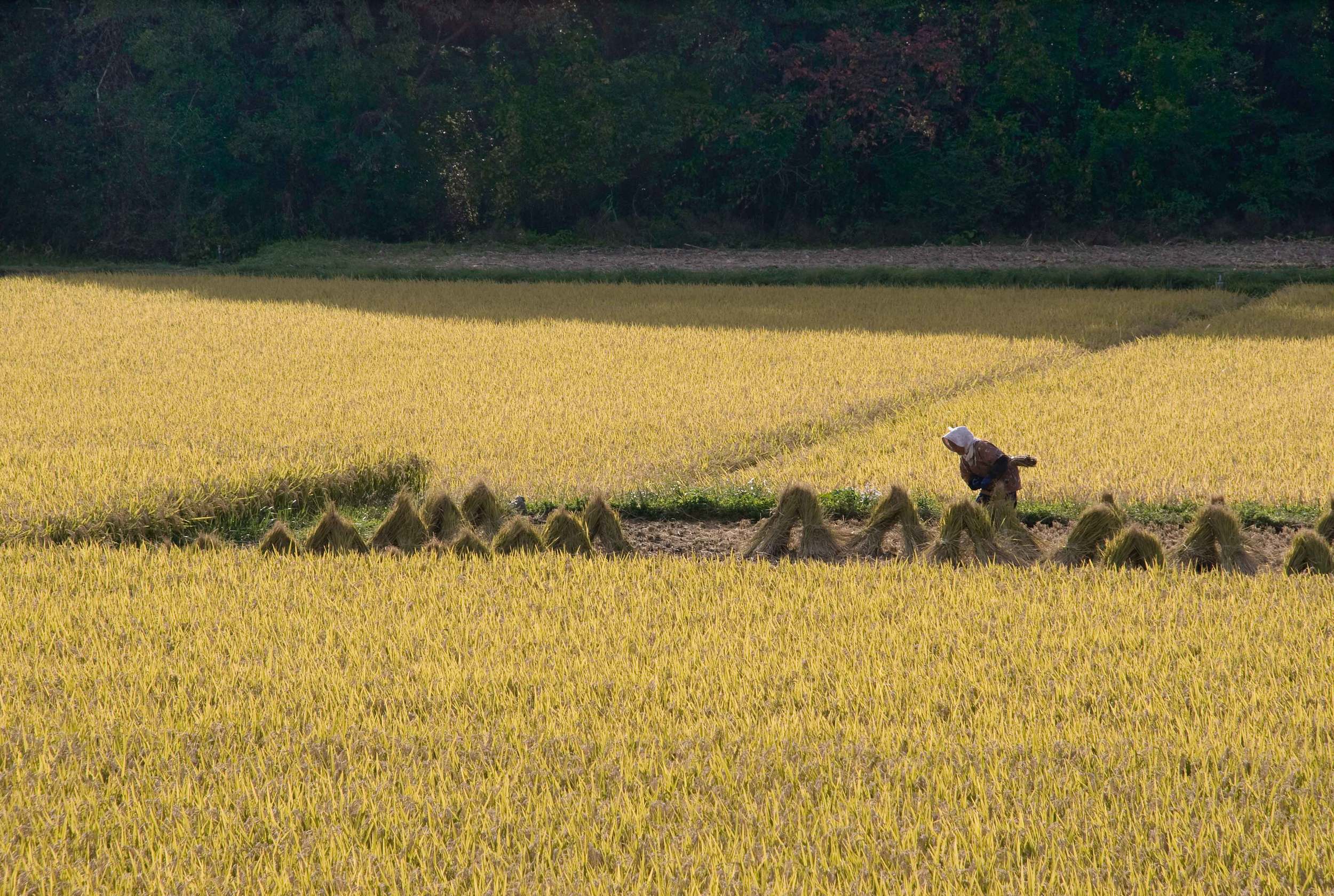 Rice-Field-Sm.jpg