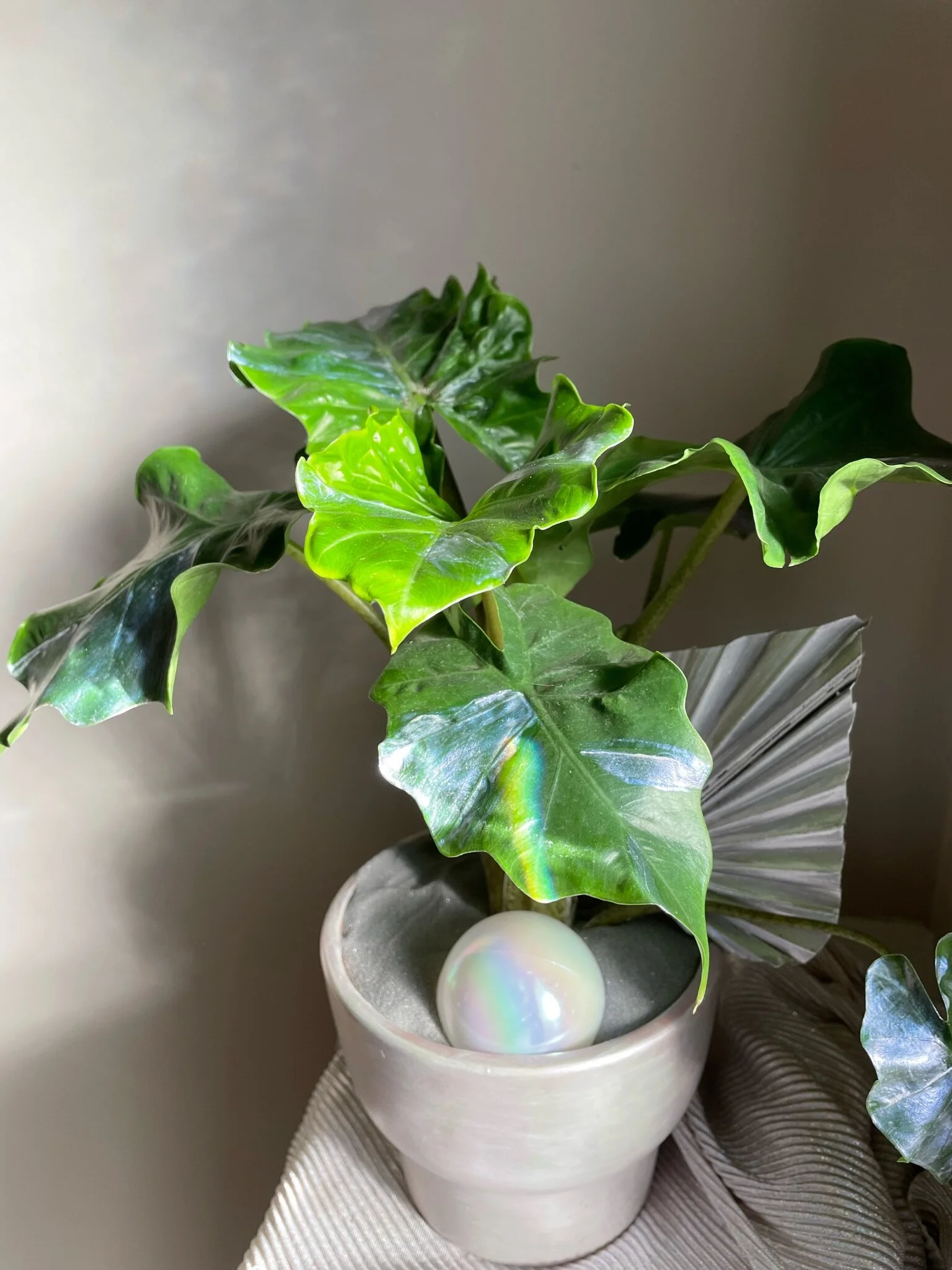 4DDC1B4C-8430-4C7B-AF4F-5C6B2E7CFFBF