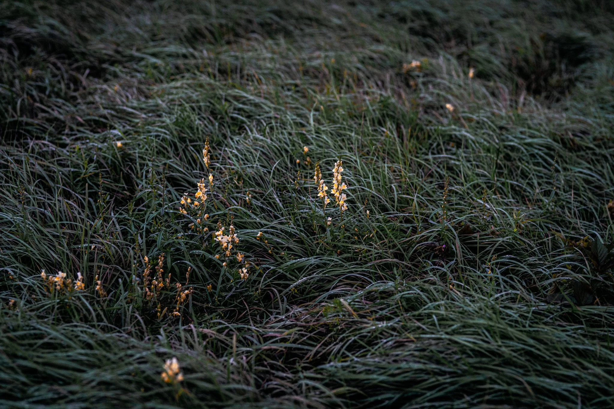 _DSC9818-Edit.jpg