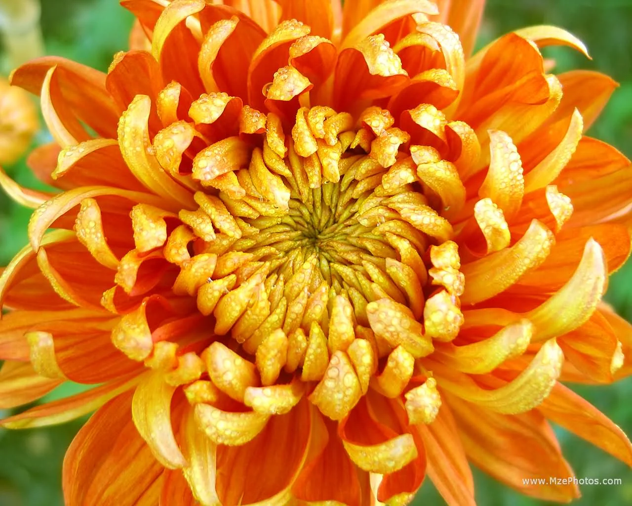 Pyrethrins are commonly used pesticides naturally derived from Chrysanthemum flowers. Potent and toxic. Pyrethroids are their synthetic relatives. 