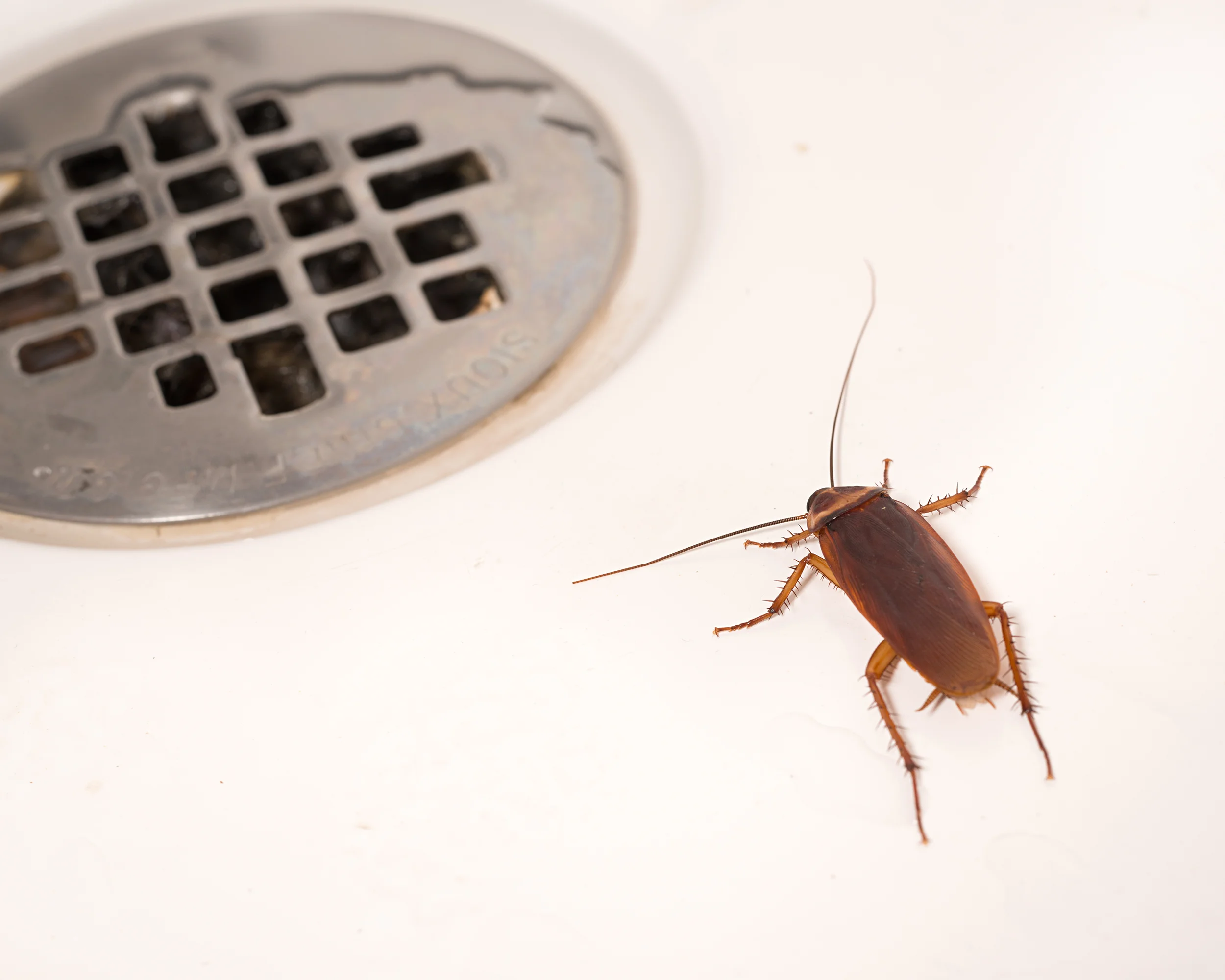American Cockroaches are the largest native cockroach species. Reddish brown in color, they're typically found in dark, moist areas like drains, sewers, trash rooms, gutters, etc.