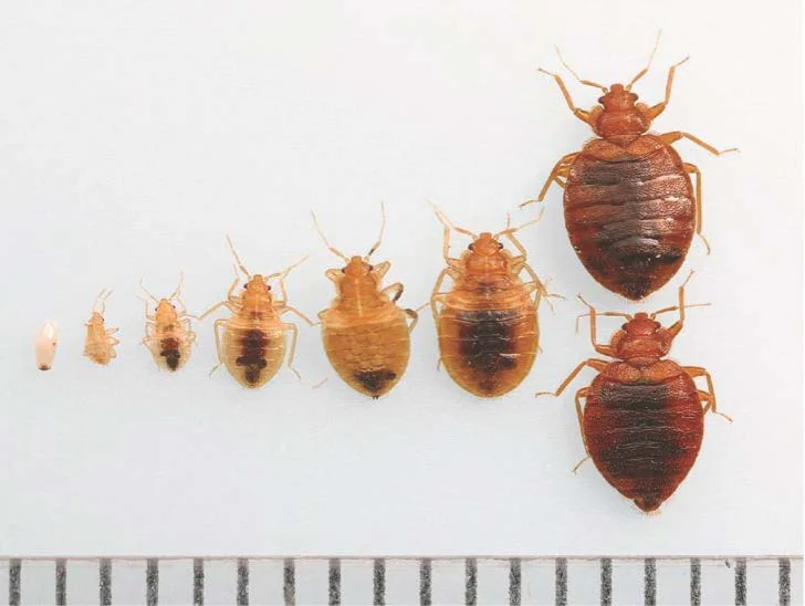 Bed bug growth stages: Photo credit Dr. Dong Hwan Choe, UC Riverside