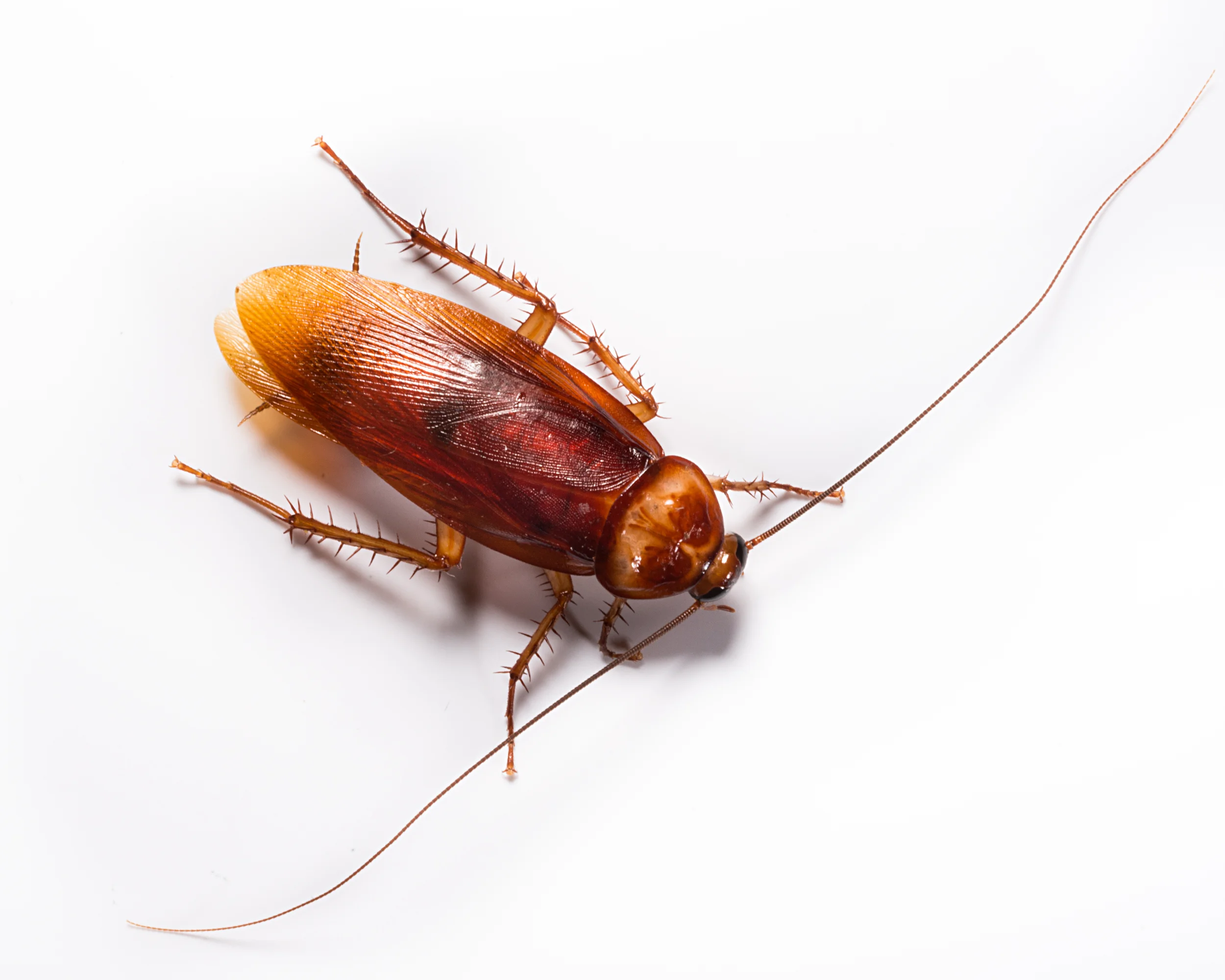 AMERICAN Roach