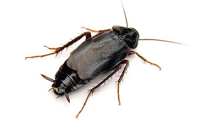 ORIENTAL Roach
