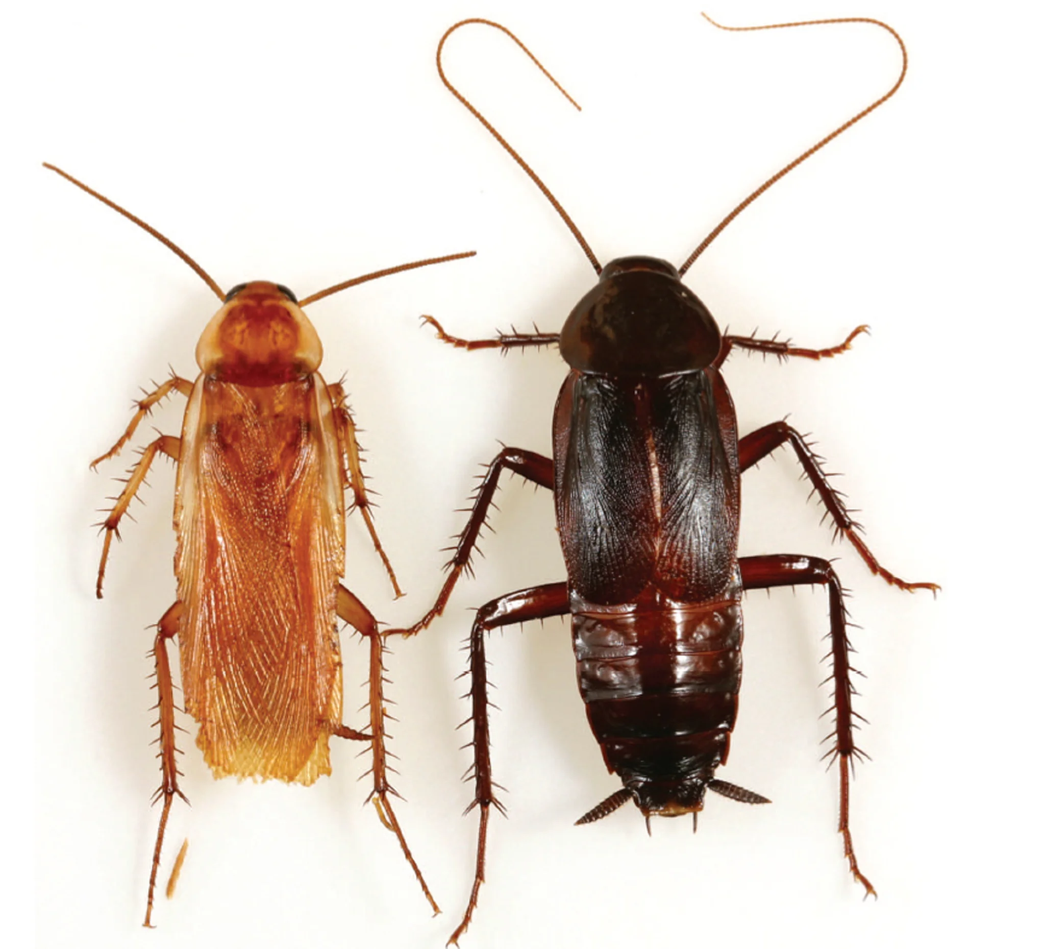 TURKESTAN Roach: Male (left), Female (right)