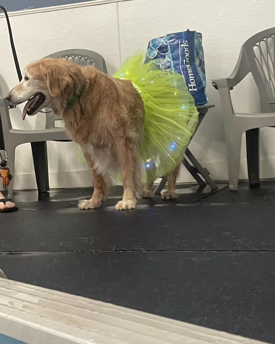 Junior in his Birthday tutu