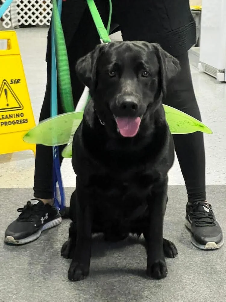 Loki with his little wings!
