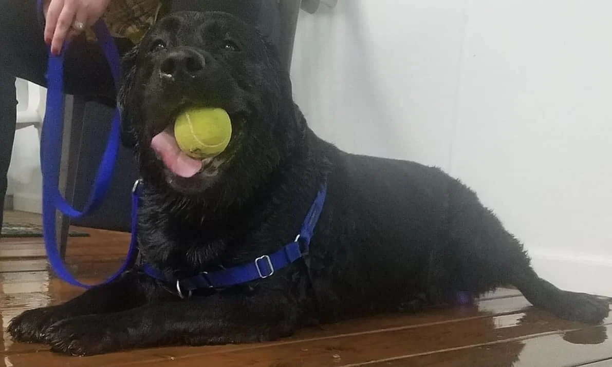 Walter loves a good tennis ball