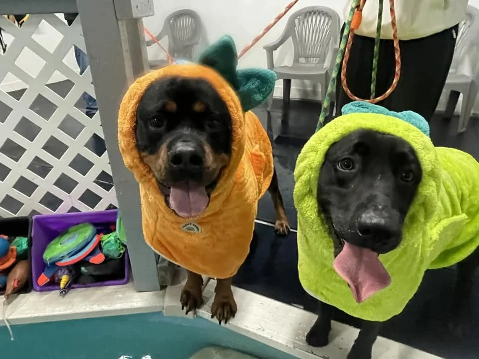 someone brought us a fruit bouquet!