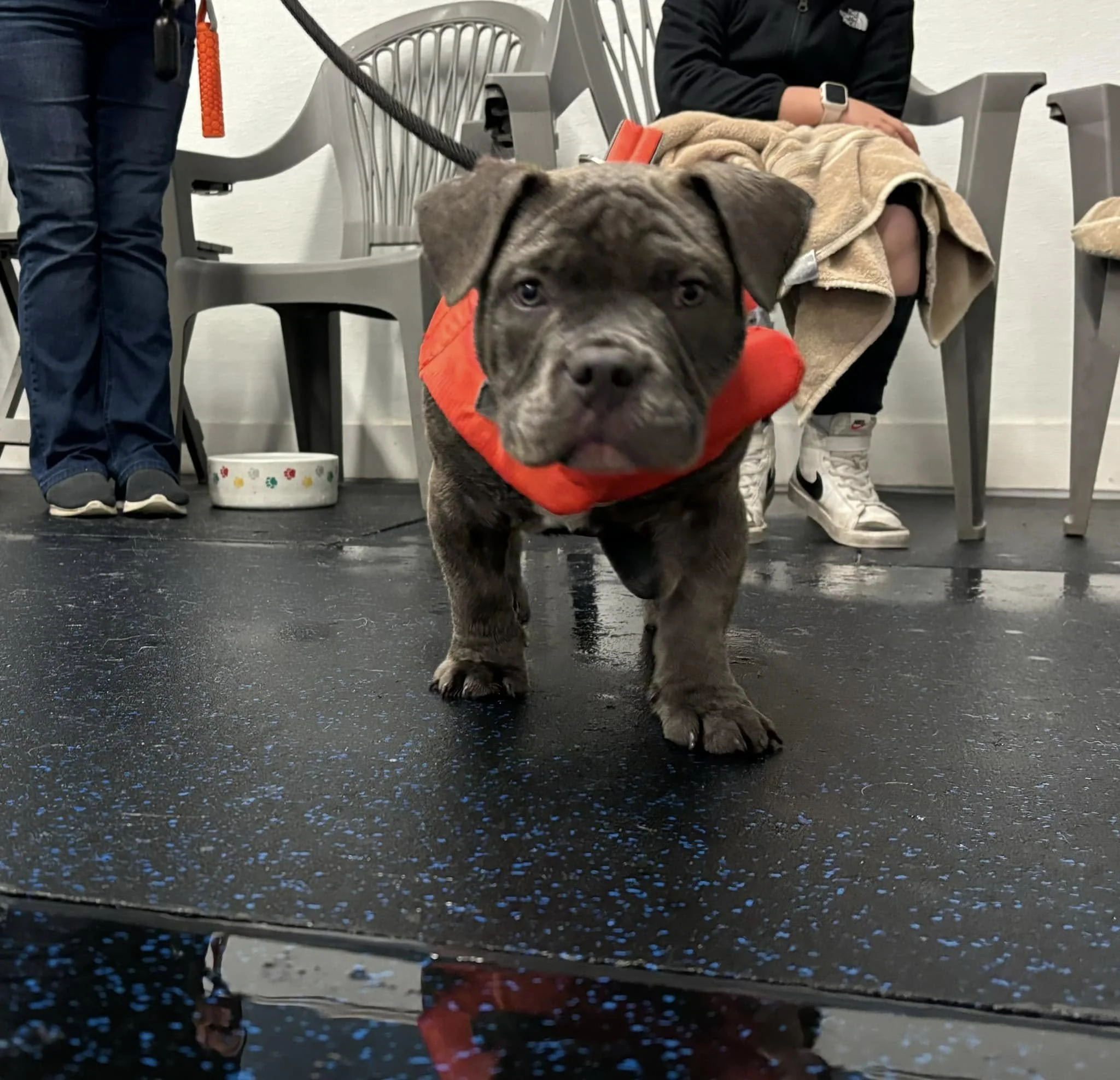Look at those little legs!! Rambo had his 1st swim lesson