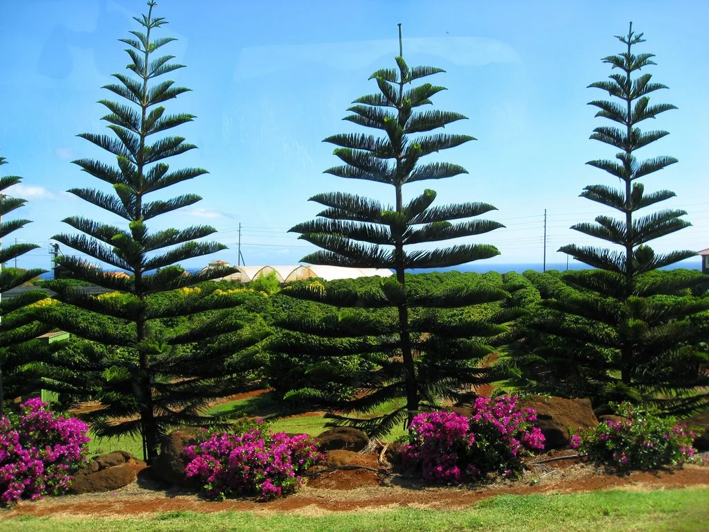 Kauai Coffee Plantation - 03.jpg