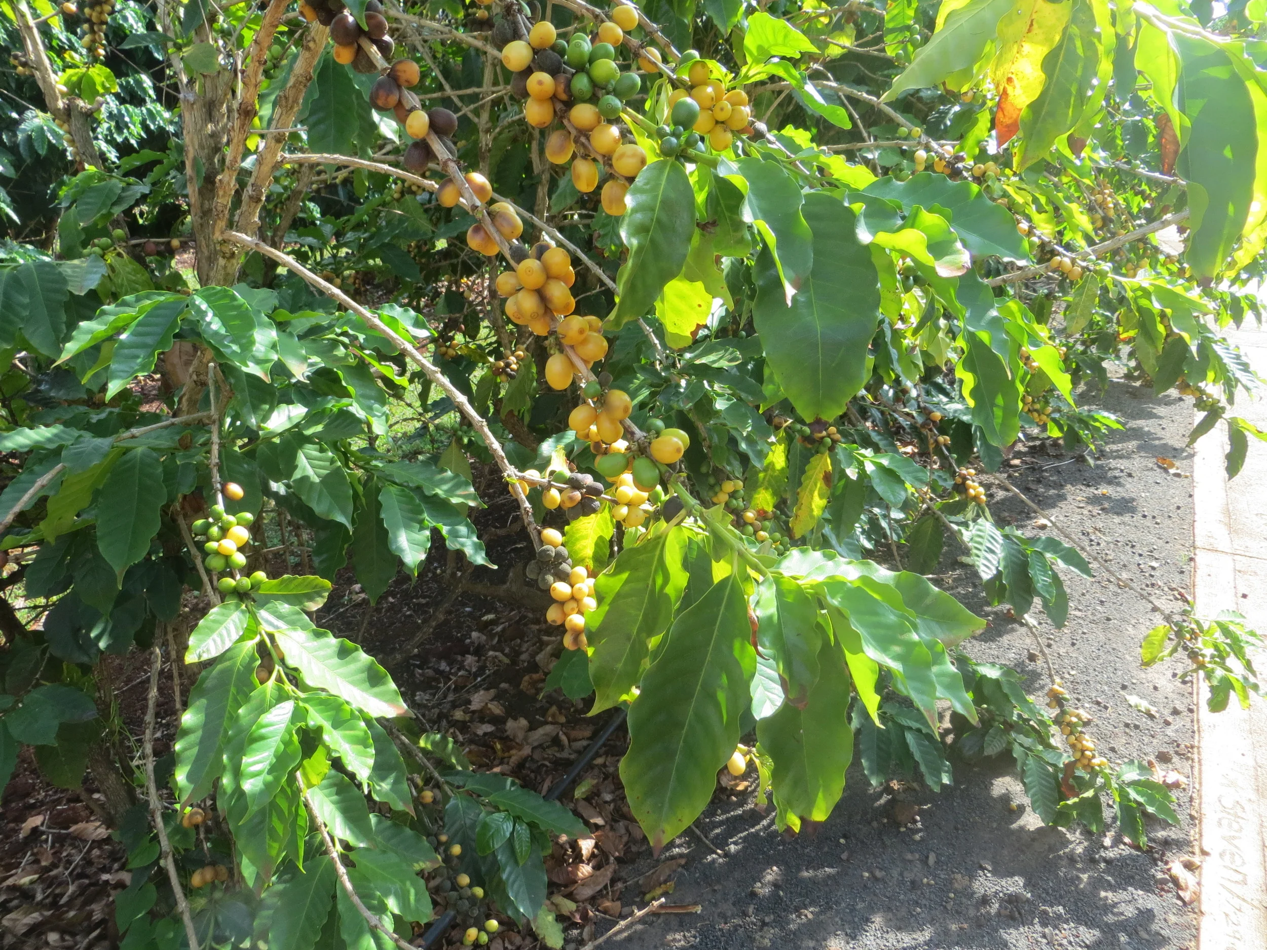 Kauai Coffee Plantation - 05.jpg
