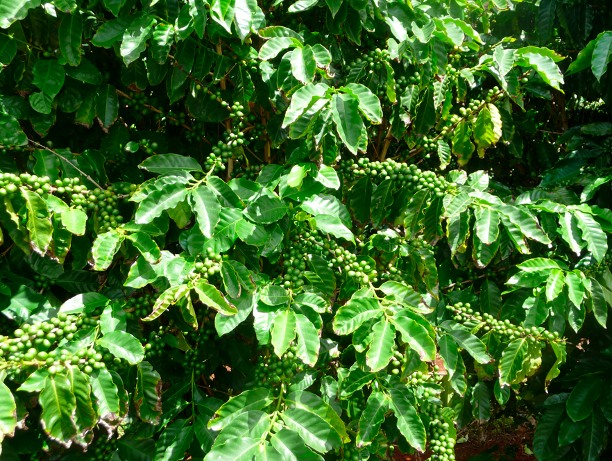 Kauai Coffee Plantation - 08.jpg