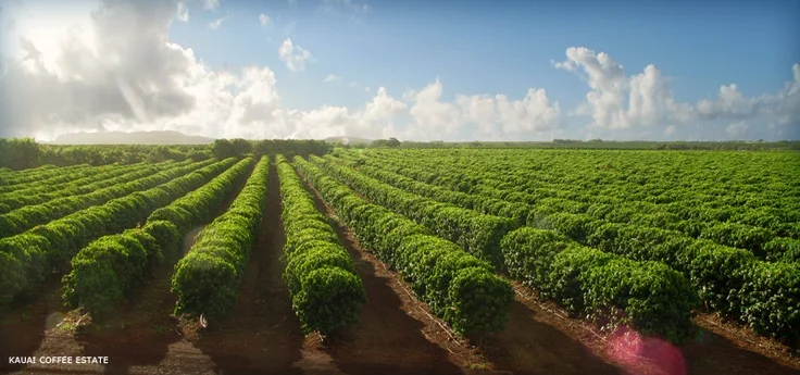 Kauai Coffee Plantation - 01.jpg