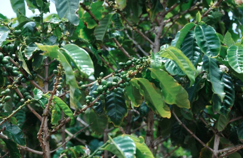 Kauai Coffee Plantation - 04.jpg