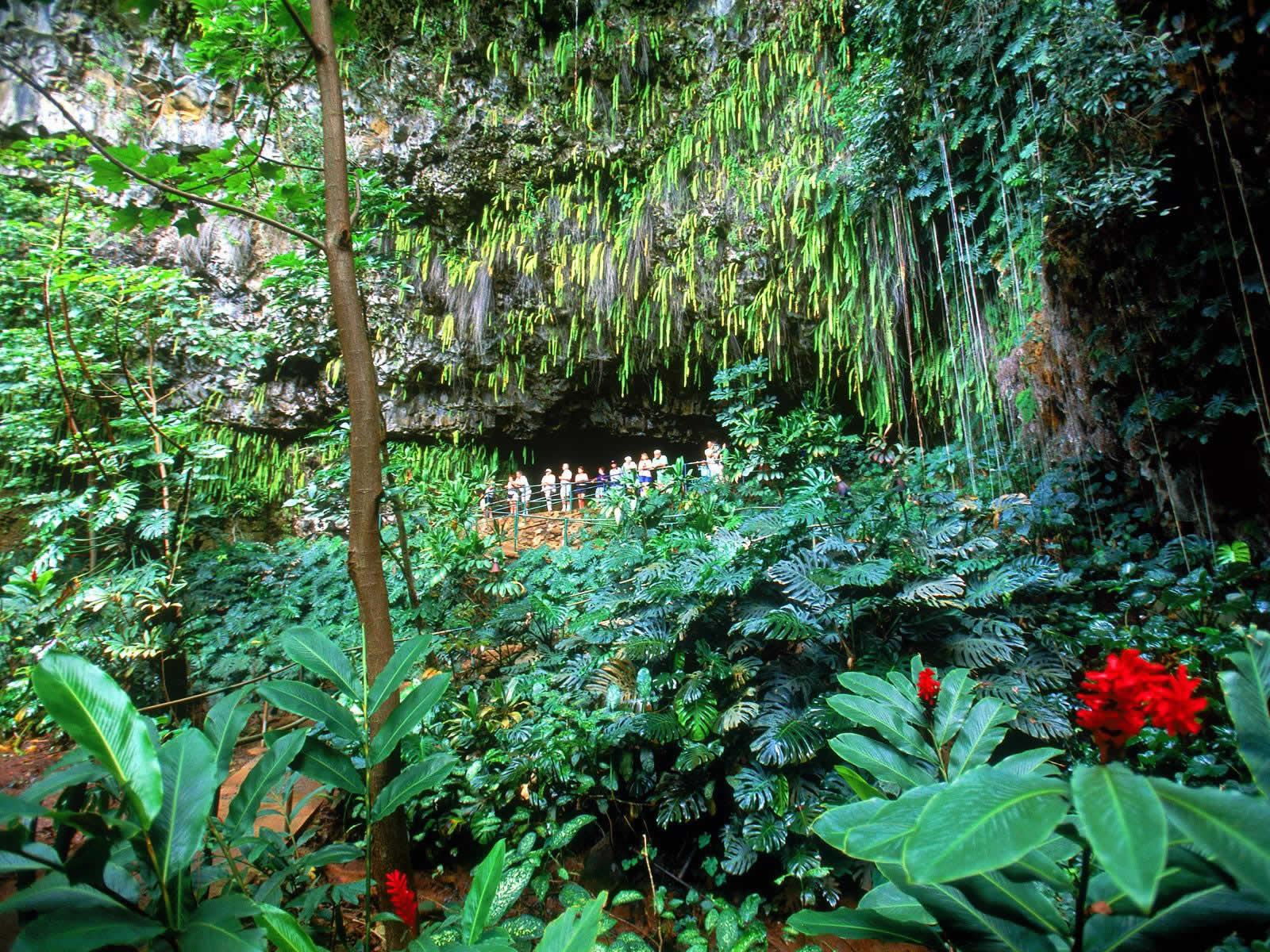 Fern Grotto - 05.png