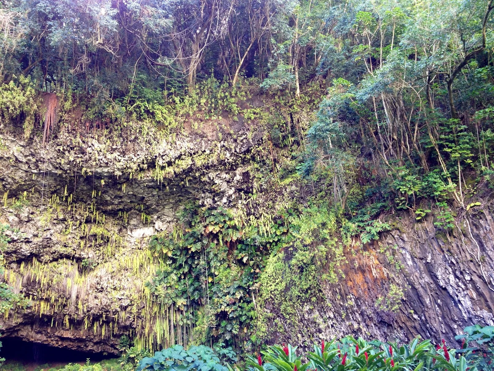 Fern Grotto - 06.JPG