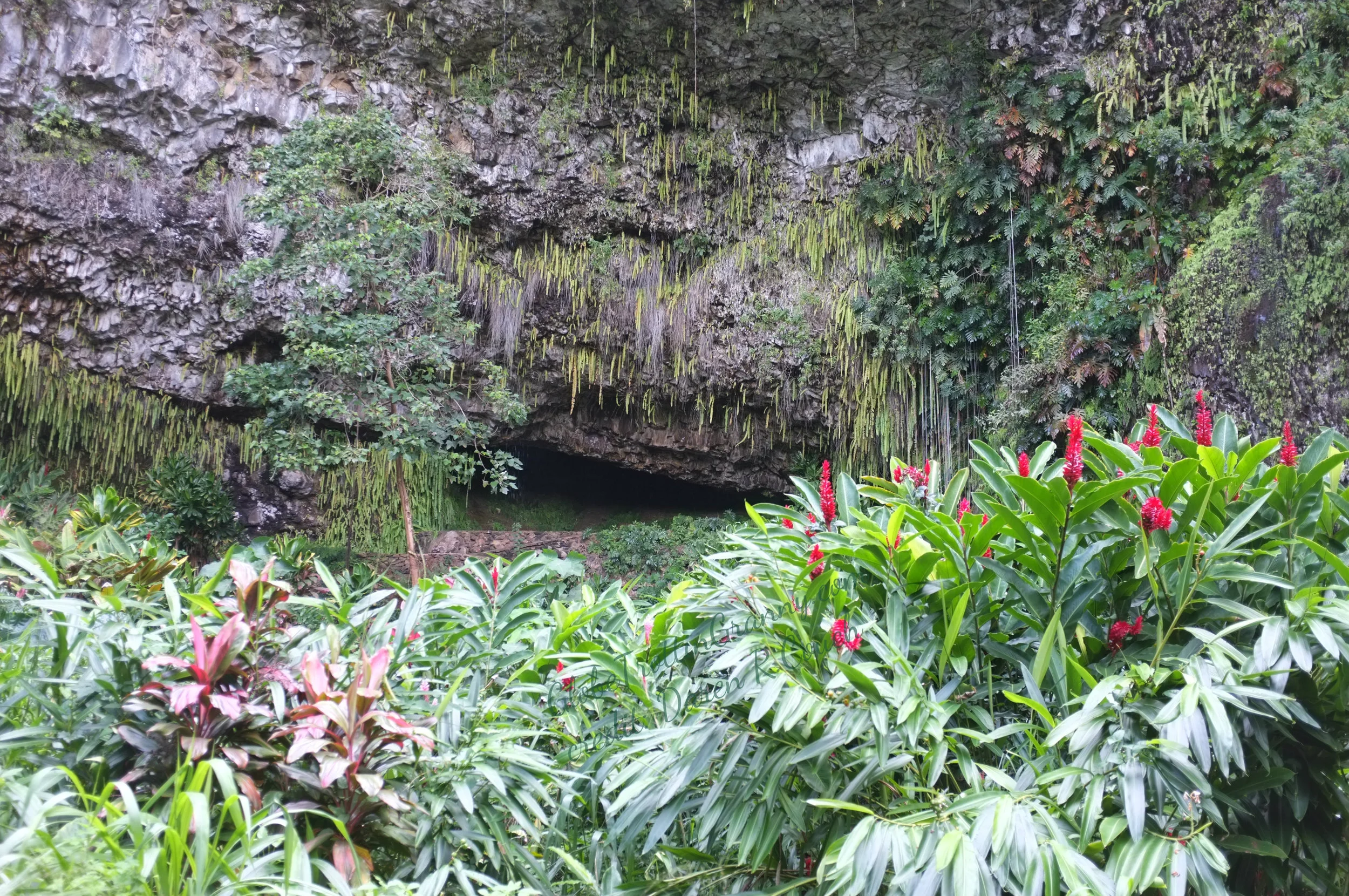 Fern Grotto - 09.jpg